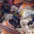 Mandarin Goby (Synchiropus splendidus)