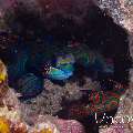 Mandarin Goby (Synchiropus Splendidus)