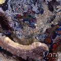 Mandarin Goby (Synchiropus Splendidus)