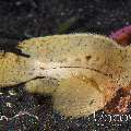 Spiny Waspfish (Ablabys Macracanthus)