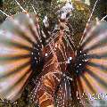 Zebra Lionfish (Dendrochirus zebra)