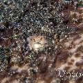 Margined Sole (Synaptura marginata), photo taken in Indonesia, North Sulawesi, Lembeh Strait, Surprise