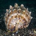 Horned Helmet (Cassis Cornuta)