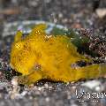 Scarlet Frogfish (Antennarius Coccineus)