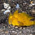 Scarlet Frogfish (Antennarius Coccineus)