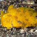 Scarlet Frogfish (Antennarius Coccineus)