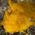 Scarlet Frogfish (Antennarius Coccineus)