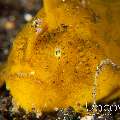 Scarlet Frogfish (Antennarius Coccineus)