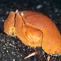 Shame-faced Crab (Calappa Calappa)