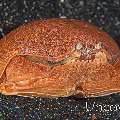 Shame-faced crab (Calappa calappa), photo taken in Indonesia, North Sulawesi, Lembeh Strait, Surprise