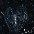 Comb Jellyfish (Ctenophora)