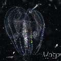 Comb Jellyfish (Ctenophora)