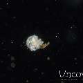 , photo taken in Indonesia, North Sulawesi, Lembeh Strait, TK Blackwater