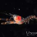 , photo taken in Indonesia, North Sulawesi, Lembeh Strait, TK Blackwater