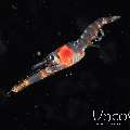 , photo taken in Indonesia, North Sulawesi, Lembeh Strait, TK Blackwater