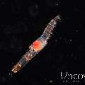 , photo taken in Indonesia, North Sulawesi, Lembeh Strait, TK Blackwater