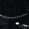 Salp (Salpidae)