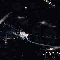 , photo taken in Indonesia, North Sulawesi, Lembeh Strait, TK Blackwater
