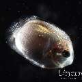 , photo taken in Indonesia, North Sulawesi, Lembeh Strait, TK Blackwater