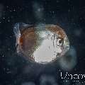 , photo taken in Indonesia, North Sulawesi, Lembeh Strait, TK Blackwater