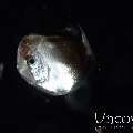, photo taken in Indonesia, North Sulawesi, Lembeh Strait, TK Blackwater