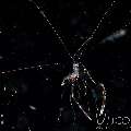 Banded Coral Shrimp (Stenopus Hispidus)