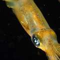 Broadfin Squid (Sepioteuthis Lessoniana)