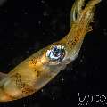 Broadfin Squid (Sepioteuthis Lessoniana)