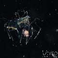 Slipperlobster, photo taken in Indonesia, North Sulawesi, Lembeh Strait, TK Blackwater