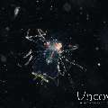 Slipperlobster, photo taken in Indonesia, North Sulawesi, Lembeh Strait, TK Blackwater