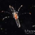 , photo taken in Indonesia, North Sulawesi, Lembeh Strait, TK Blackwater