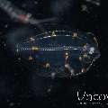 , photo taken in Indonesia, North Sulawesi, Lembeh Strait, TK Blackwater