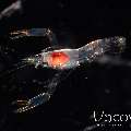 , photo taken in Indonesia, North Sulawesi, Lembeh Strait, TK Blackwater