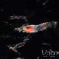 , photo taken in Indonesia, North Sulawesi, Lembeh Strait, TK Blackwater