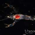 , photo taken in Indonesia, North Sulawesi, Lembeh Strait, TK Blackwater