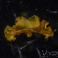 Polyclad Flatworm