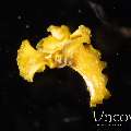 Polyclad Flatworm