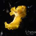 Polyclad Flatworm