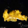 Polyclad Flatworm