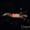 , photo taken in Indonesia, North Sulawesi, Lembeh Strait, TK Blackwater
