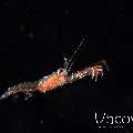 , photo taken in Indonesia, North Sulawesi, Lembeh Strait, TK Blackwater