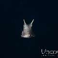 Longhorn Cowfish (Lactoria cornuta), photo taken in Indonesia, North Sulawesi, Lembeh Strait, Magic Rock