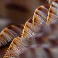 Indian Feather Duster Worm (Sabellastarte spectabilis), photo taken in Indonesia, North Sulawesi, Lembeh Strait, Magic Rock