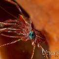 Dancing Shrimp (Rhynchocinetes durbanensis), photo taken in Indonesia, North Sulawesi, Lembeh Strait, Magic Rock