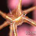 Spider Squat Lobster (Chirostylus sandyi)