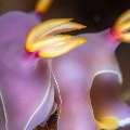 Nudibranch