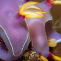 Nudibranch, photo taken in Indonesia, North Sulawesi, Lembeh Strait, Magic Rock