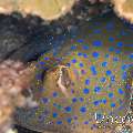 Blue-spotted Ribbontail Ray (Taeniura lymma), photo taken in Indonesia, North Sulawesi, Lembeh Strait, Surprise