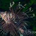 Red Lionfish (Pterois volitans), photo taken in Indonesia, North Sulawesi, Lembeh Strait, Surprise