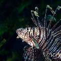 Red Lionfish (Pterois Volitans)